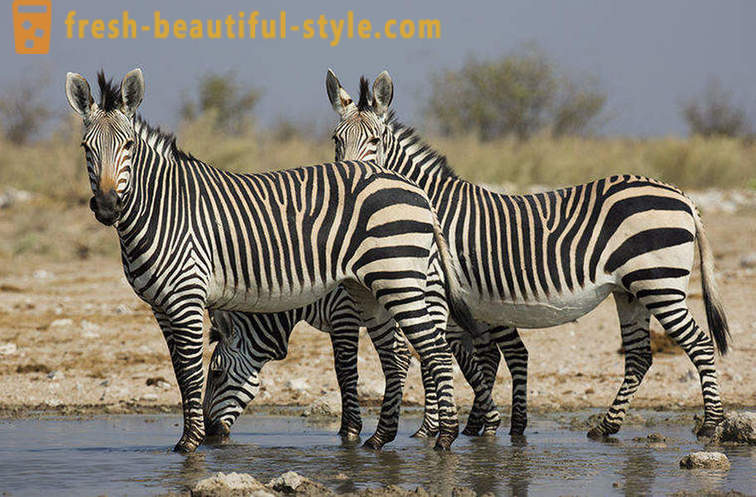 Које је боје зебра и зашто она траке