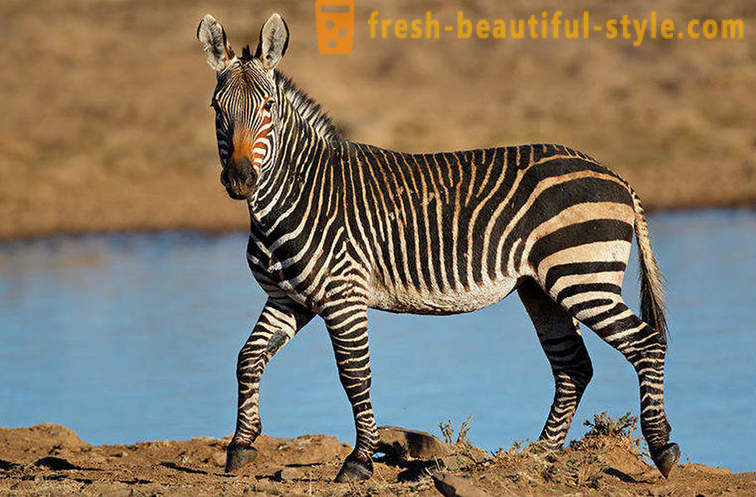 Које је боје зебра и зашто она траке