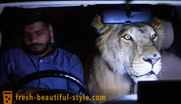 Два брата из Пакистана донео лава по имену СИМБА