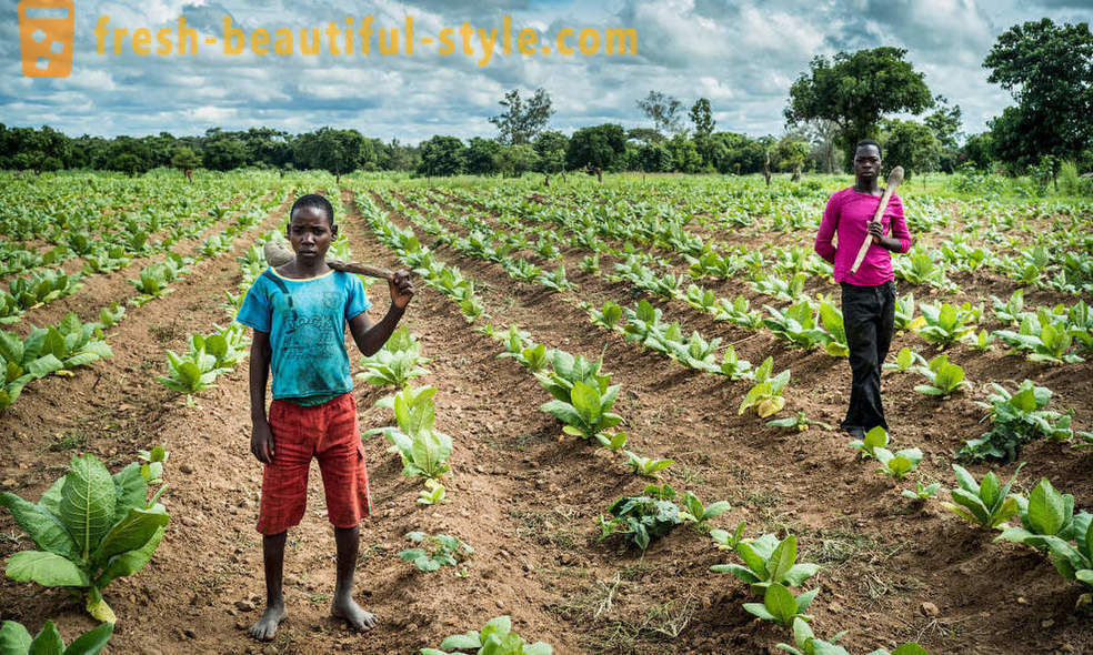Малавија дувана плантажа