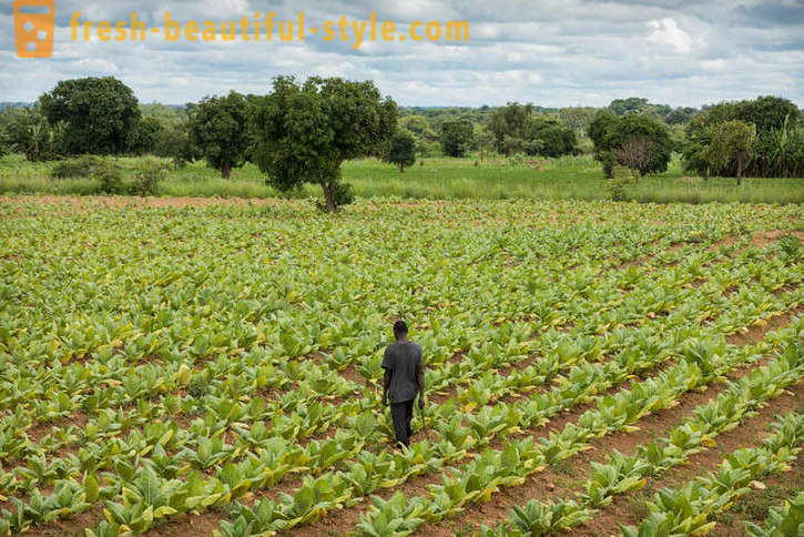 Малавија дувана плантажа