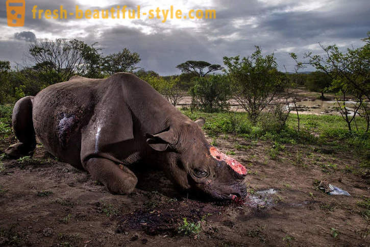 Фоторасследование: Потрага за носорога рог