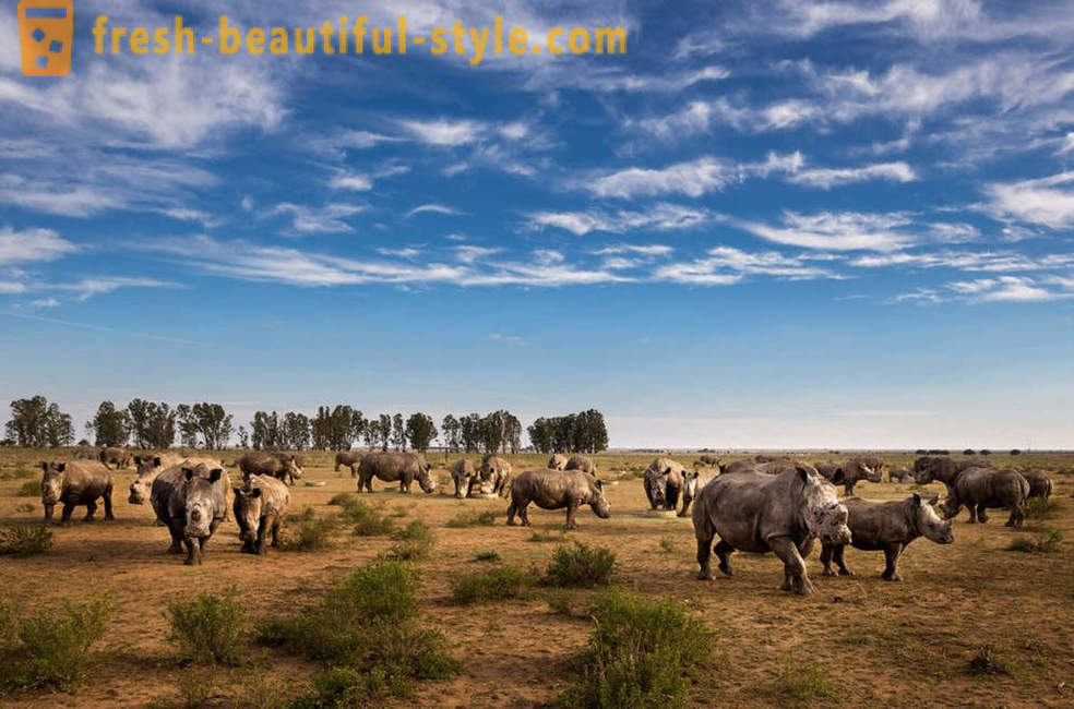 Фоторасследование: Потрага за носорога рог