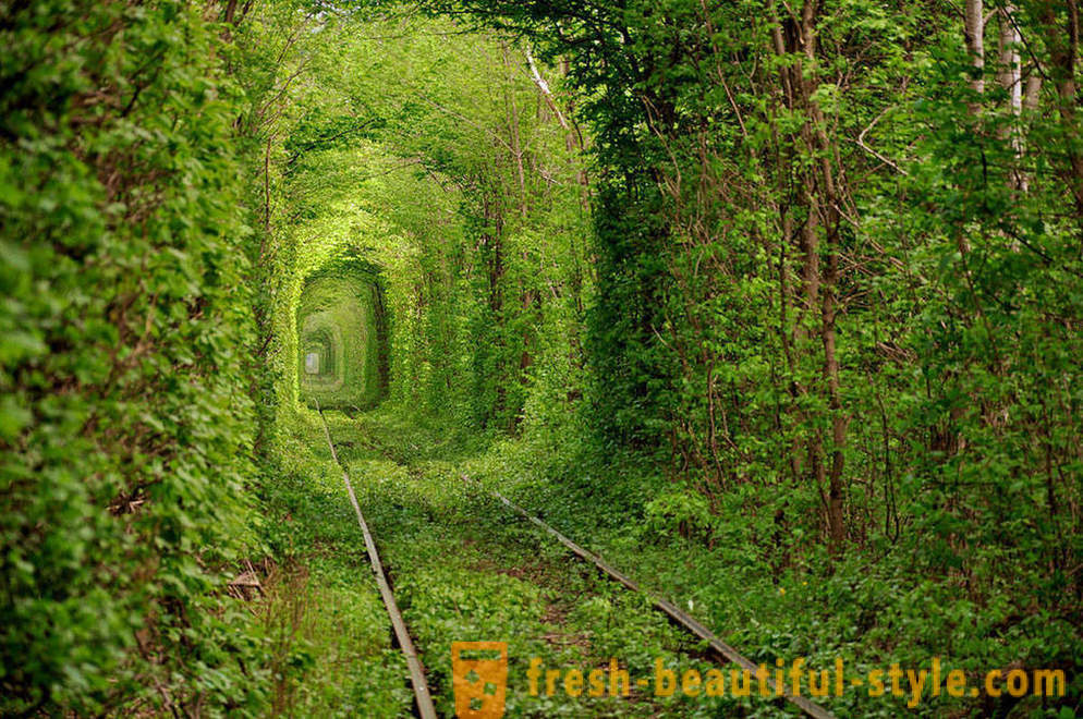 Најинтересантнији тунела дрвећа