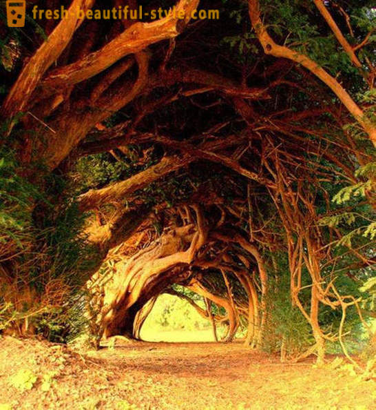 Најинтересантнији тунела дрвећа