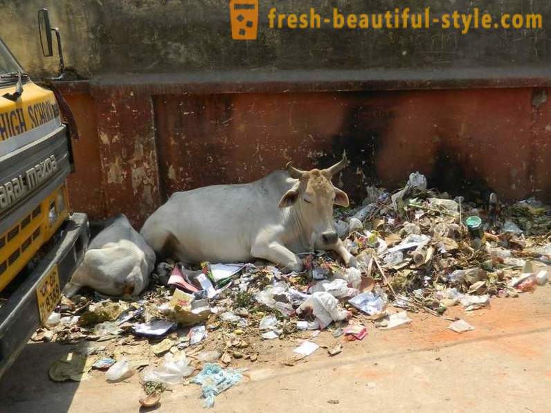 Страи краве - један од проблема Индије
