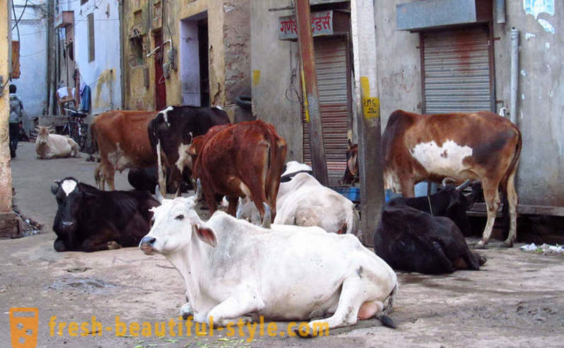 Страи краве - један од проблема Индије