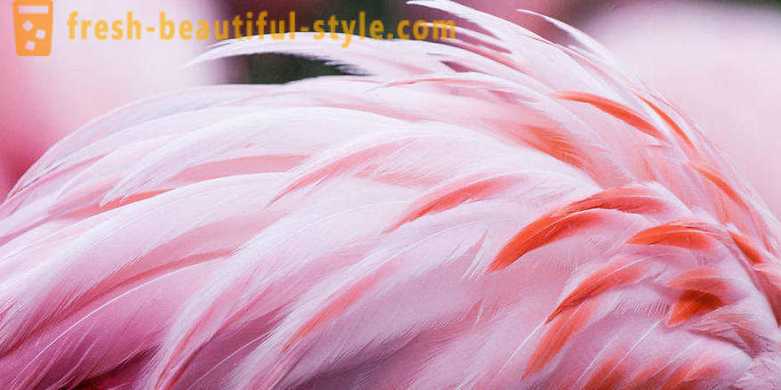 Фламинго - неке од најстаријих врста птица
