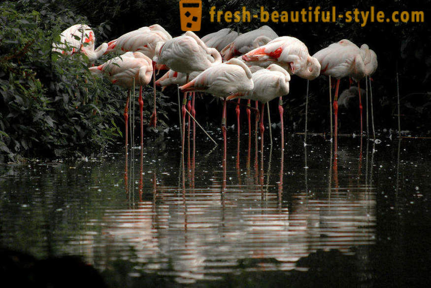 Фламинго - неке од најстаријих врста птица