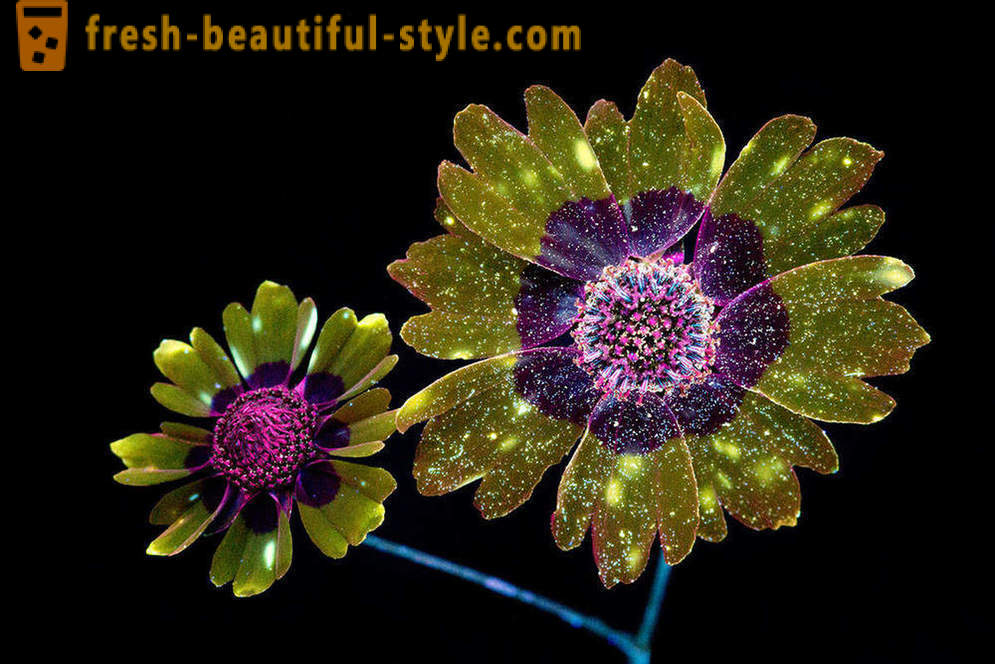 Даззлинг фотографије цвећа, лит са ултраљубичастим светлом