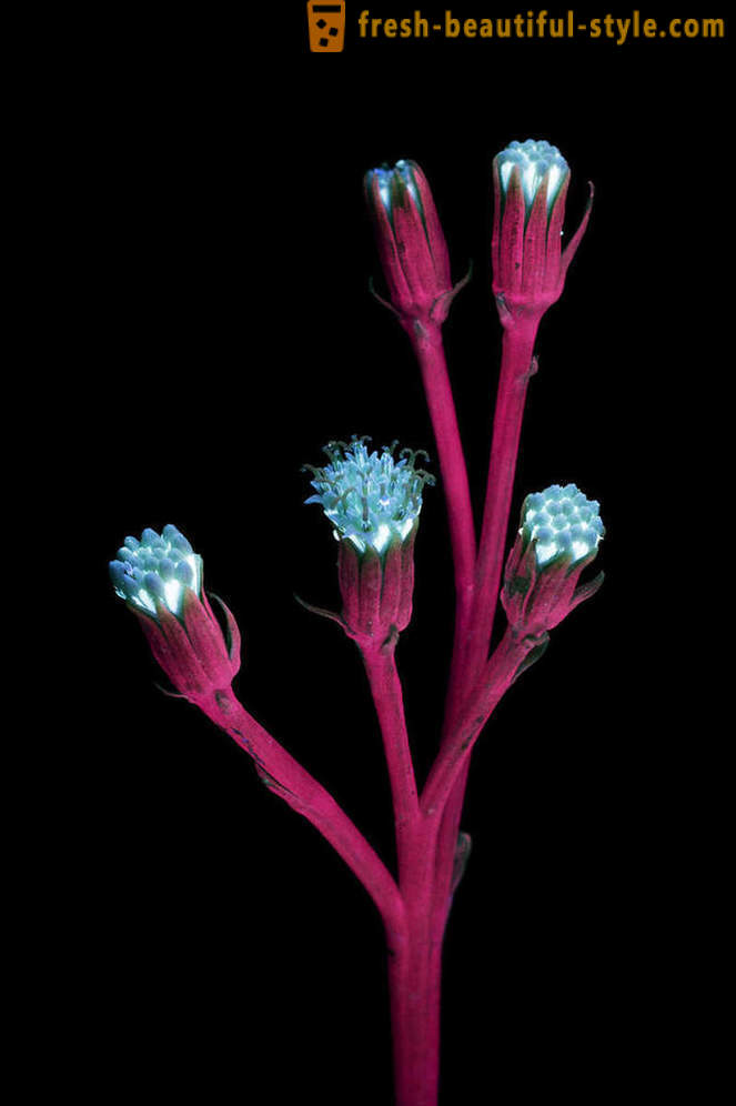 Даззлинг фотографије цвећа, лит са ултраљубичастим светлом