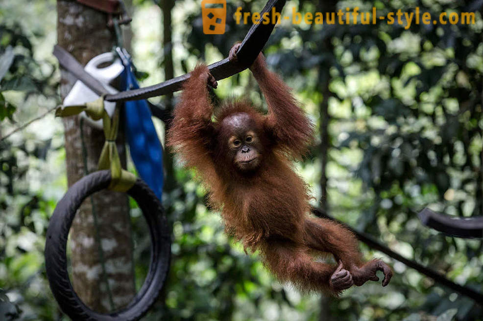 Орангутани у Индонезији