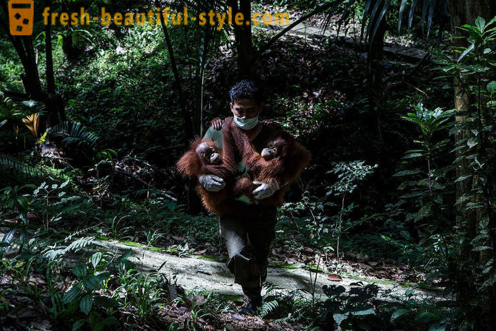Орангутани у Индонезији
