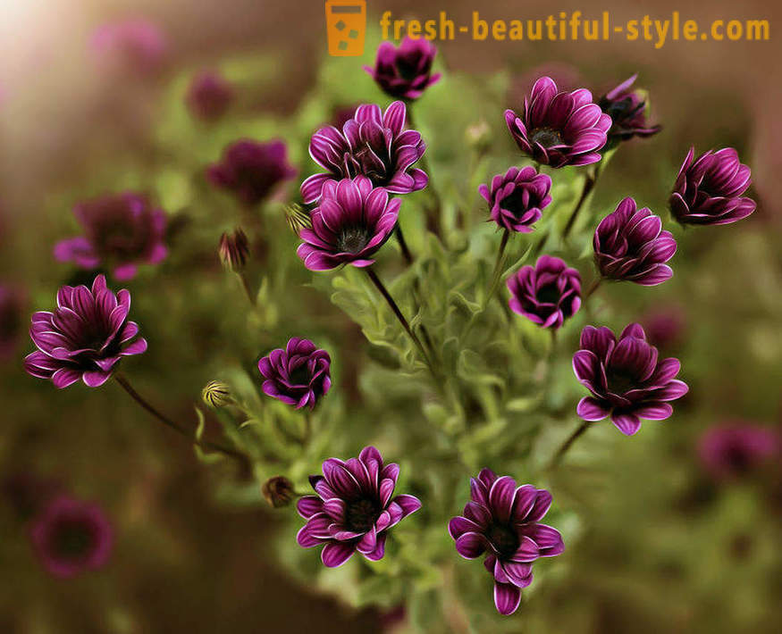 Лепота цвећа у макро фотографије. Прелепе слике цвећа.