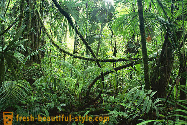 Амазон - чудо природе света