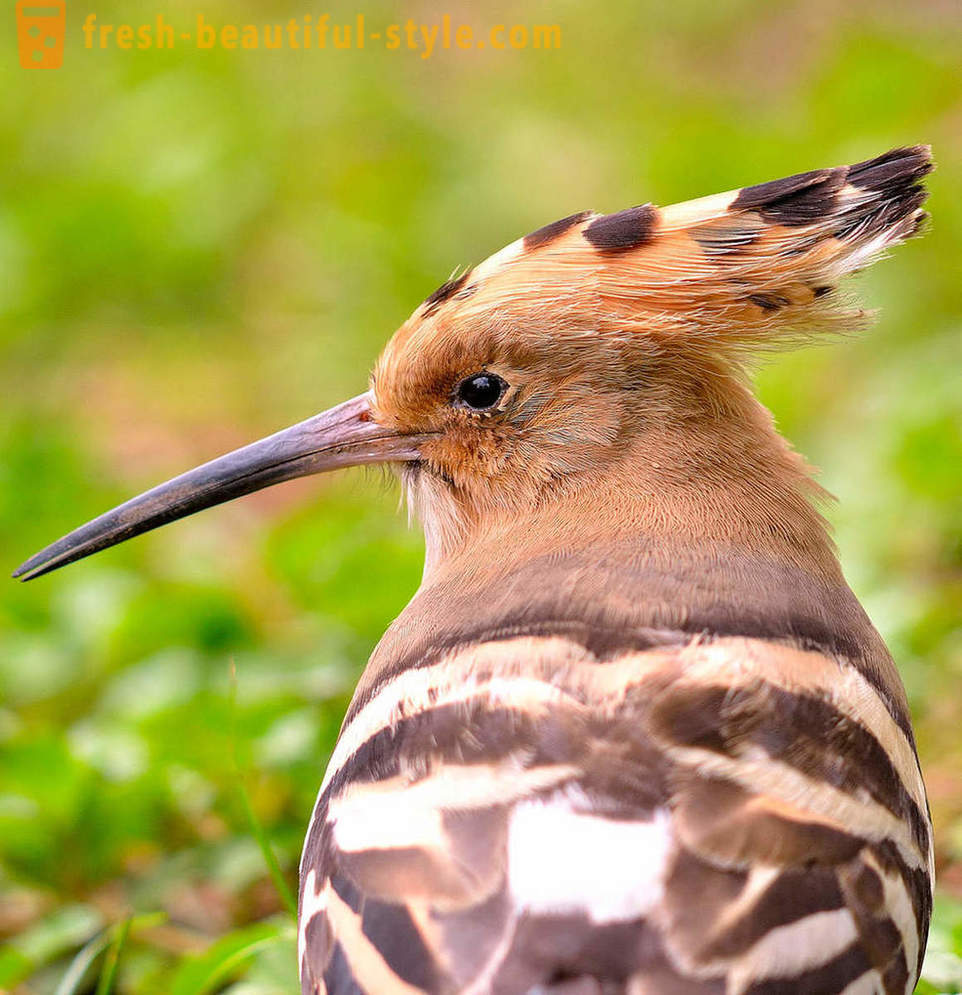 10 птице са најнеобичнијим одбрамбених механизама