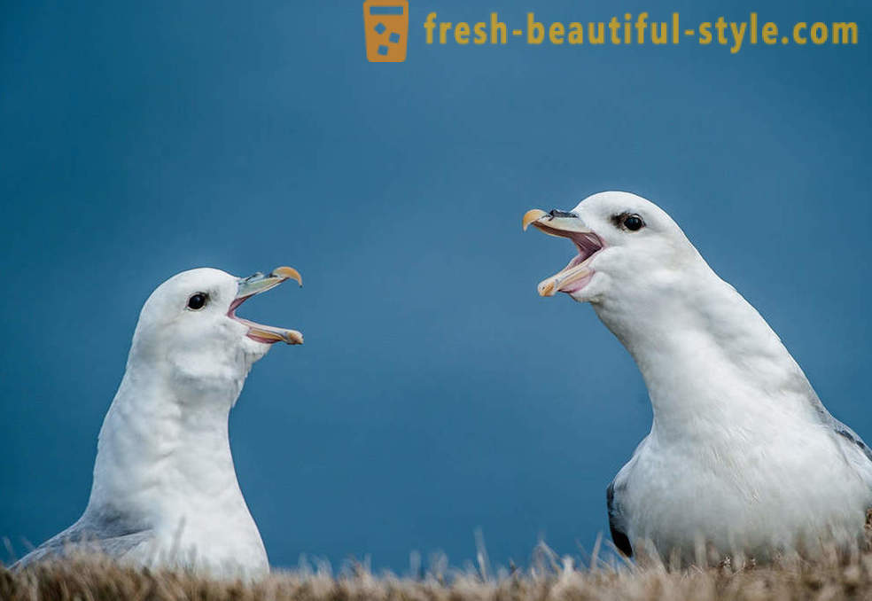 10 птице са најнеобичнијим одбрамбених механизама