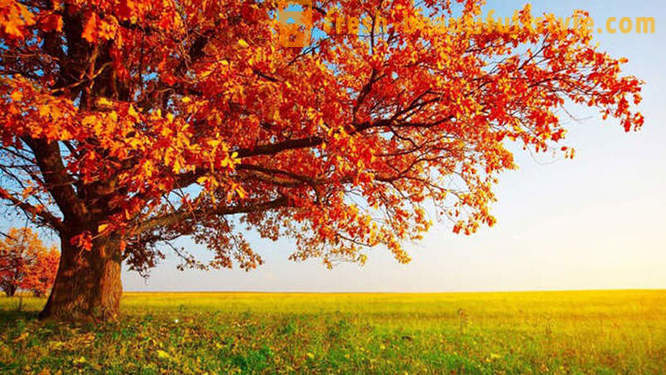 10 удобно чињеница о јесени