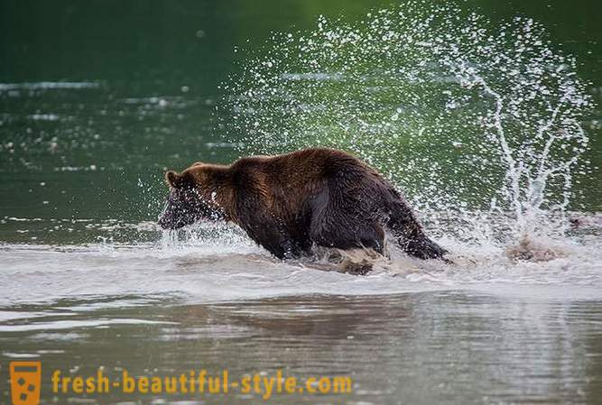 Исконска Камчатка: Ланд медведи