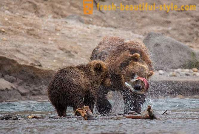 Исконска Камчатка: Ланд медведи