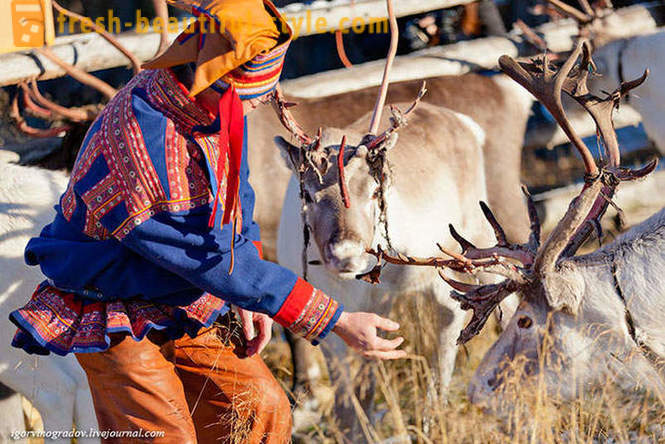 У потрази за Деда Мраза у ирваса Сибирски Хаски