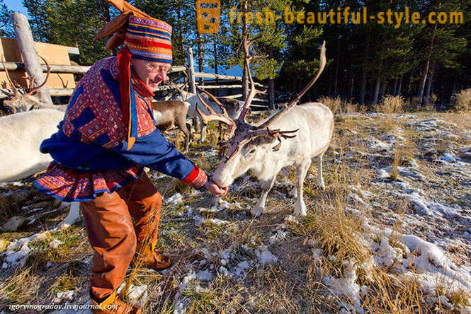 У потрази за Деда Мраза у ирваса Сибирски Хаски