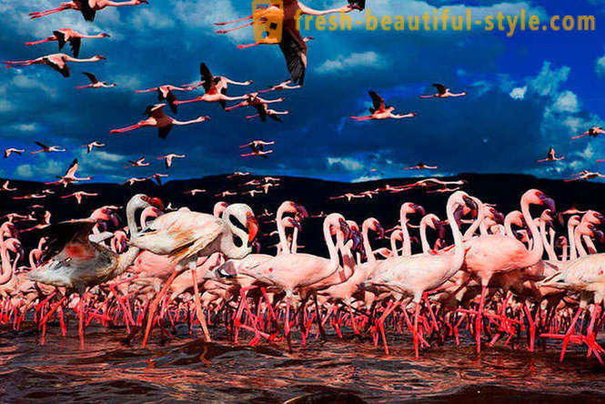 Земља Пинк Фламингос